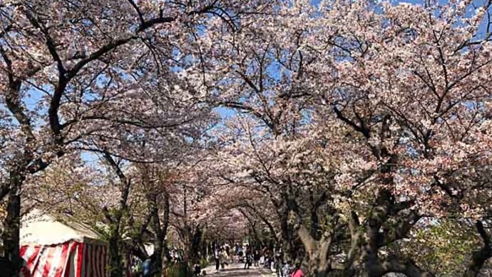 桜満開？ 清洲城へお花見ウォーキングだぁ〜！