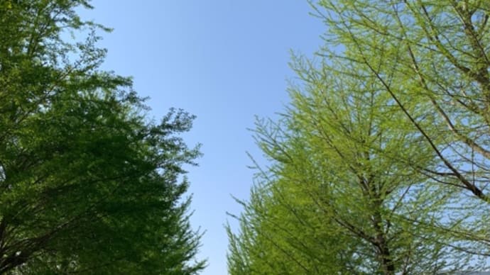 銀杏の若葉が空に伸びる