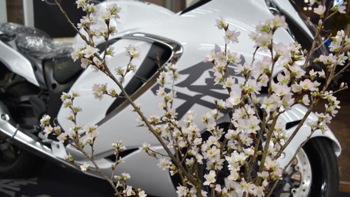 立春過ぎれば、早咲き桜♪