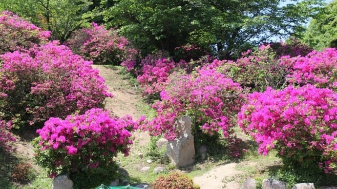 国鉾 つつじ公園~2022年