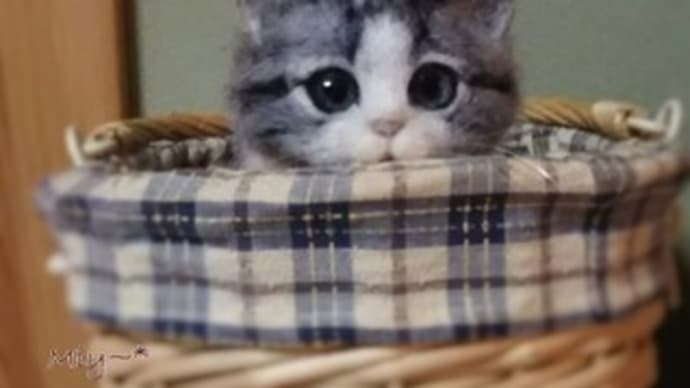 猫ちゃん♪生まれました(^^♪