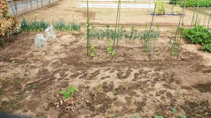 畑の作業と庭の花