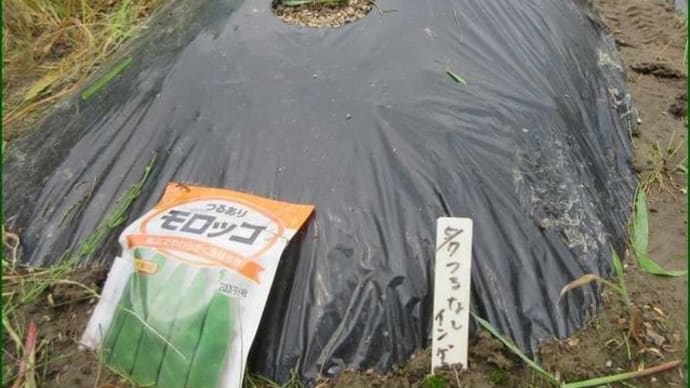 「サツマイモ」の自家製切り苗を、本日の午前中に畑へ植え付けて・・・