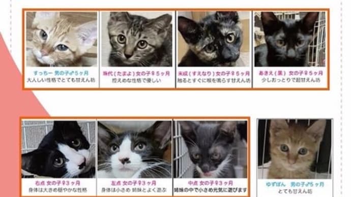 大阪・中崎町 猫イベント 第3回 めざせ!ハピニャン 保護ねこさん譲渡会