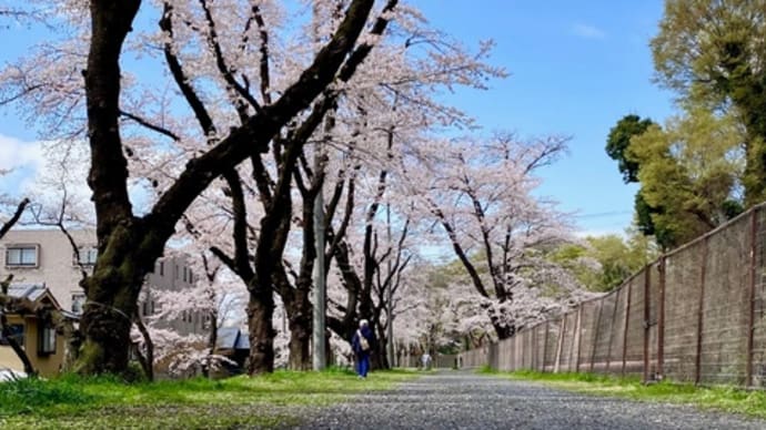 多摩川、羽村の堰付近の桜が満開。(その3)