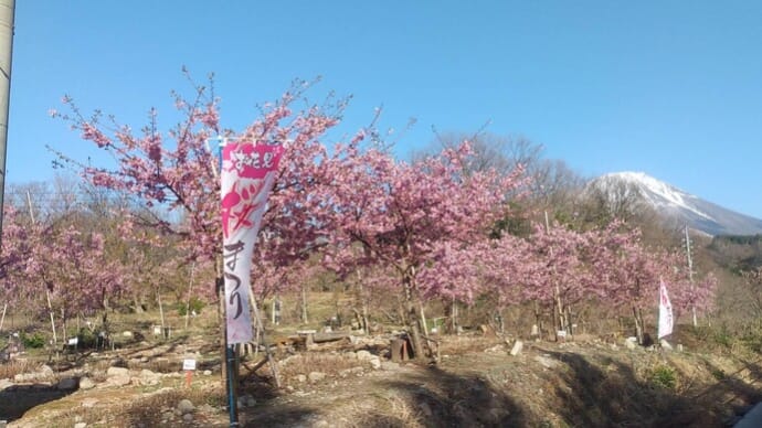 【友人提供】見事なまで満開の丸山の河津桜