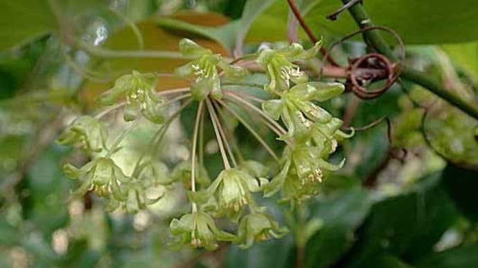 ハマサルトリイバラの雌花、雄花