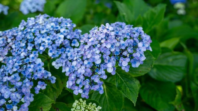 権現堂公園の紫陽花 その33