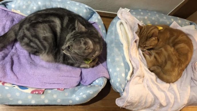今日の猫模様 其の26