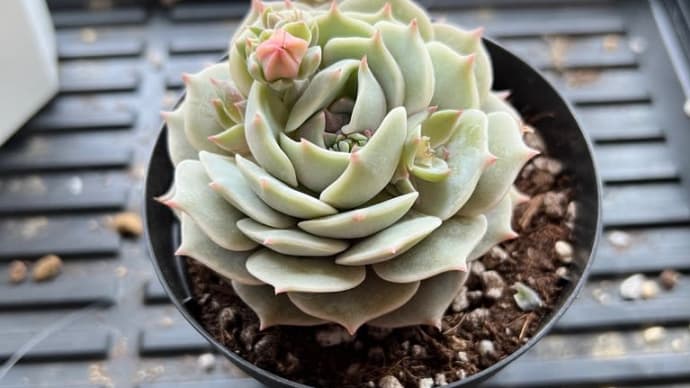 いろいろ失敗だった多肉の植え替え