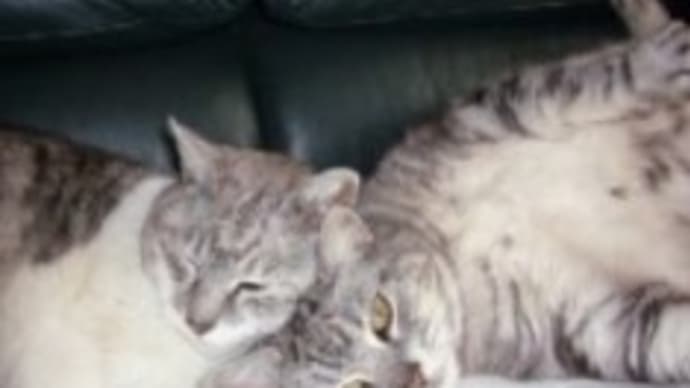 兄ちゃん猫との思い出