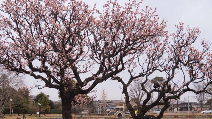 水城公園の梅
