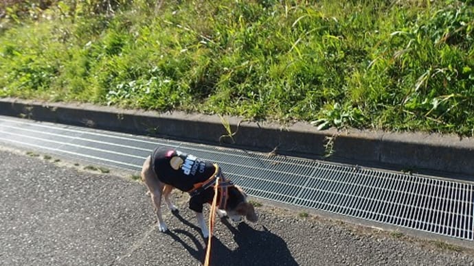 横浜お散歩トレーニング