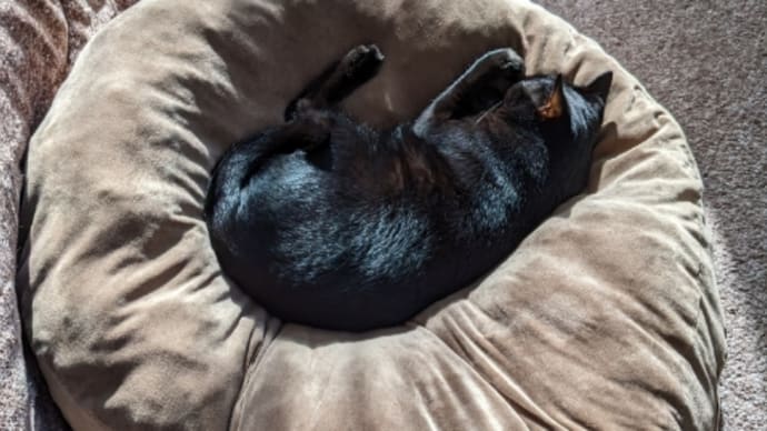 黒いツヤツヤな黒猫の昼寝