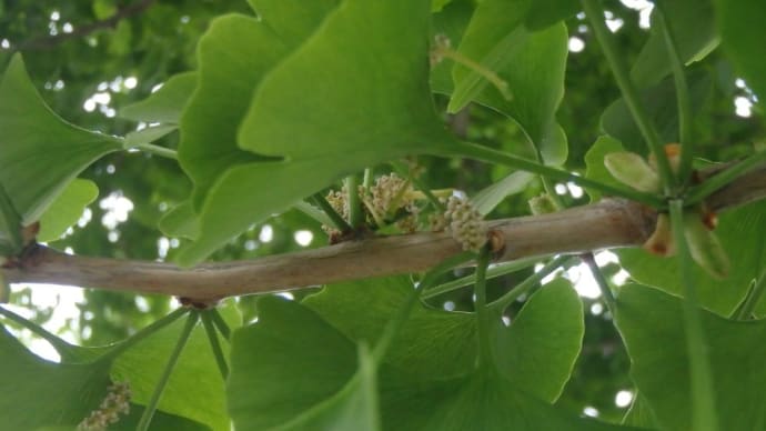 季節の植物
