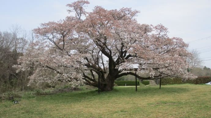 狭山丘陵の一本桜・「みつこ桜」
