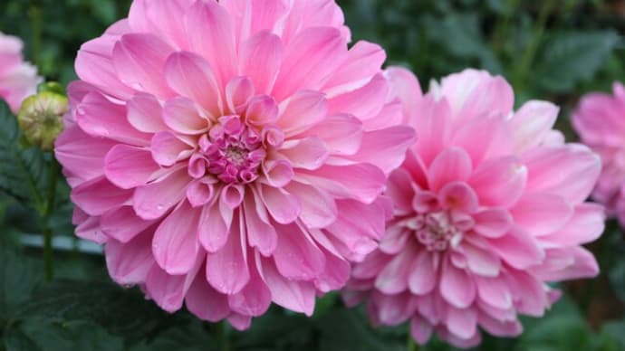 ピンクの花弁の裏が白いダリア「ロスマリン」 （ダリアシリーズ 22-053）