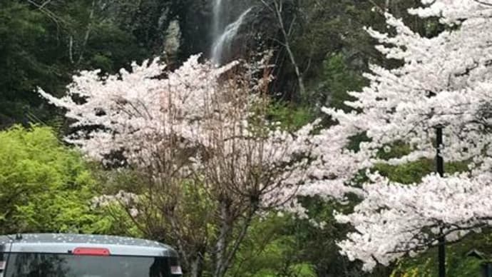 滝と桜の競演