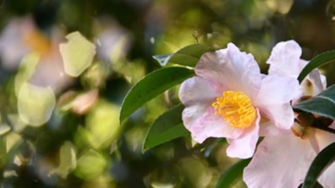 山茶花