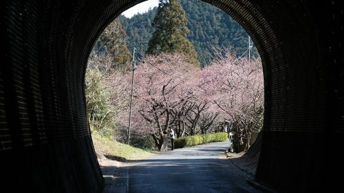 長篠桜の名所 旧田口線のトンネルにて