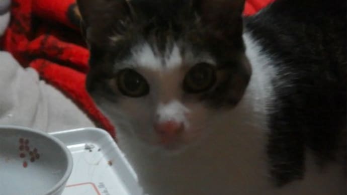 ピッチの腎臓の治療