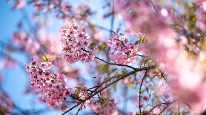 喜馬拉桜