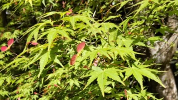 もみじには、春、紅い花が咲く!