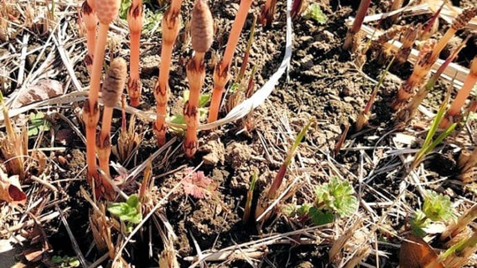 horsetails