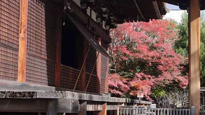 24日、千本釈迦堂、慧光寺、浄福寺、立本寺、平野神社への散歩で紅葉だより