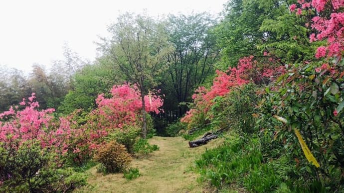里山のちから 5月の活動