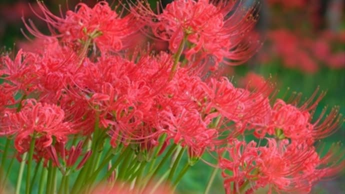 川原の彼岸花