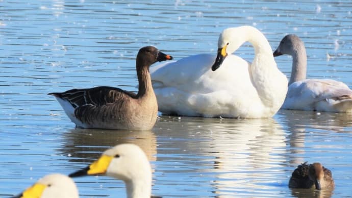 本埜白鳥の郷 白鳥になり切ったヒシクイ