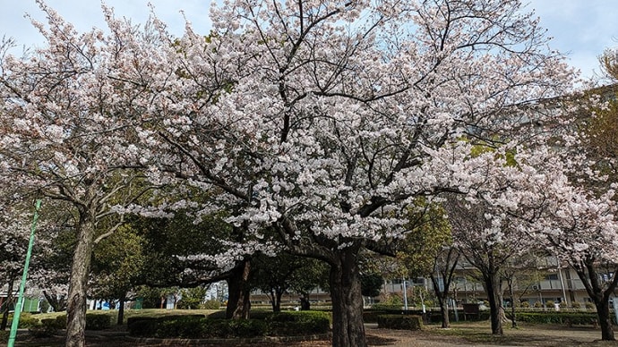 続・近所の桜の開花状況チェック(2024/04/07)