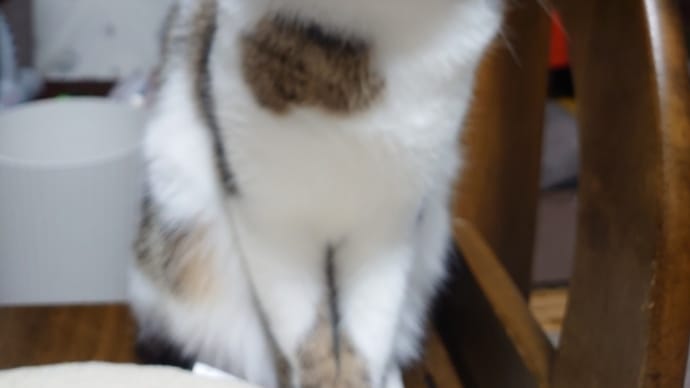 (ΦωΦ)追いかけっこ中