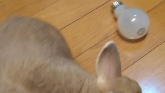 わちゃまるインフォメーション