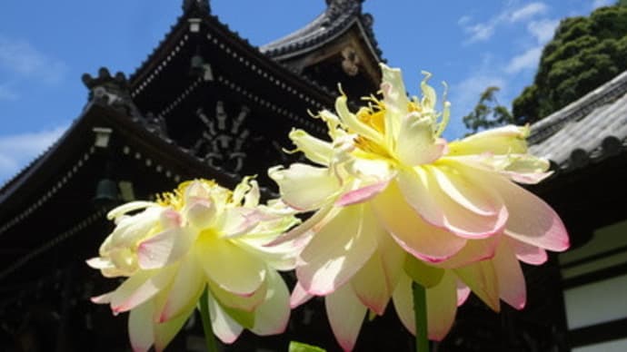 2021年・三室戸寺の蓮と紫陽花　＠　京都妖怪探訪（７４９）