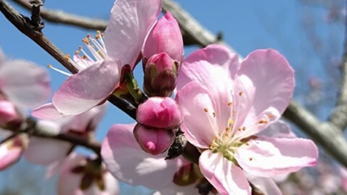 バラ科の花々が一斉に咲き始め!