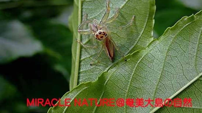 今日、出会ったハエトリグモ:タテスジハエトリ