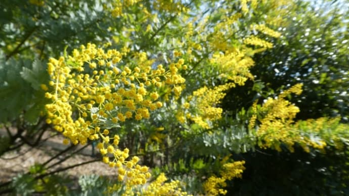 ミモザの黄色が春を告げます。