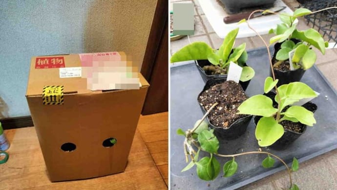おかわかめの栽培を始めました