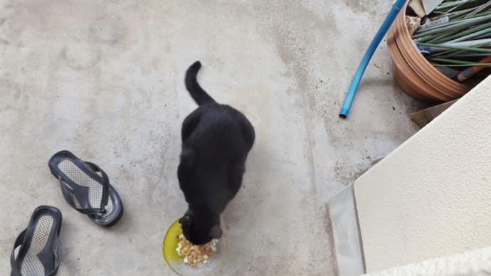 えっ 猫だ