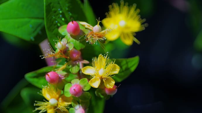 ●我が家の6月の花(12) ヒペリカム・アンドロサエマム 黄色い花と赤い実