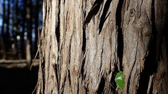 越冬する森の生き物たち