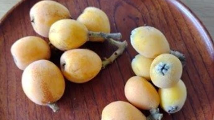 ビワの実の食べ比べ ビワの木は聞いている