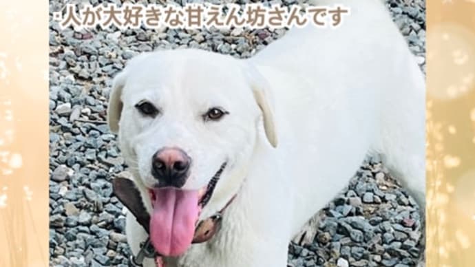 暖かい優しい人が好きですよね