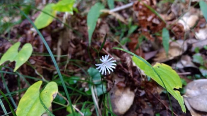 キッコウハグマの花は一つ?