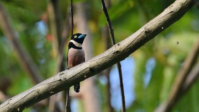 タイ南部紀行2024年3月 クルンチン国立公園&近くの宿編 その2/クビワヒロハシ シロクロサイチョウ オオバンケン シキチョウ コサメビタキ