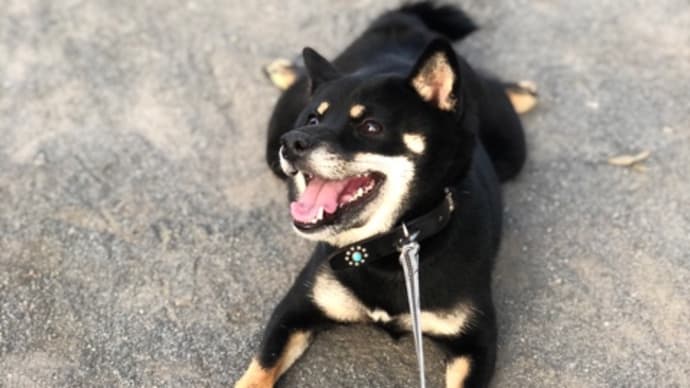 「拒否柴」笑ってる😂 てぃだ🐶💓