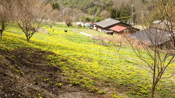 福寿草群生地