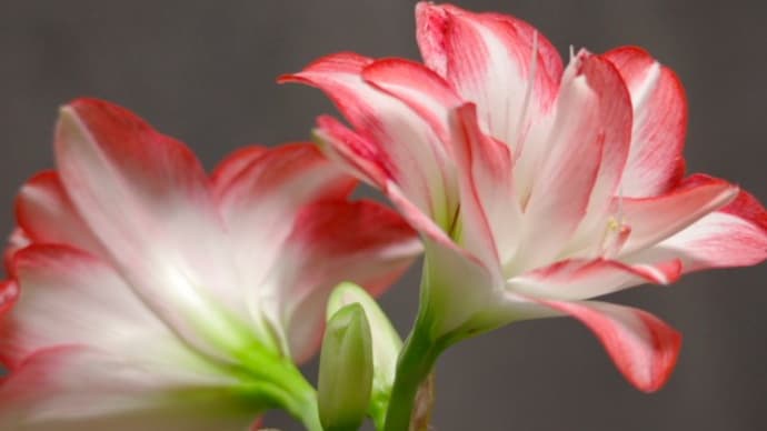 アマリリス 輝くように美しく時に妖艶な花は4月18日の誕生花 Aiグッチ のつぶやき